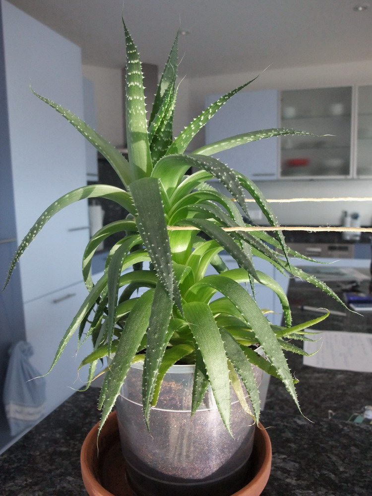 Hilfe - Aloe Vera wächst zu stark, wie stabilisieren? · Pflegen & Schneiden  & Veredeln · GREEN24 Pflanzen & Garten Forum