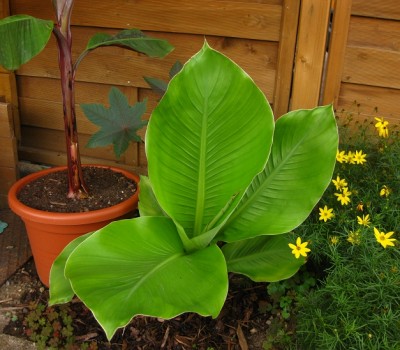 ventricosum.jpg