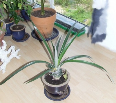 Ananas 1.jpg