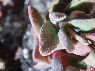 crassula justus-corderoy 003.jpg