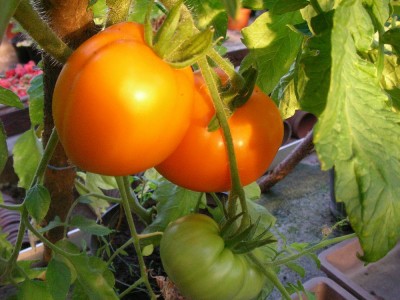 SANY0155 ´Mandarin´.JPG