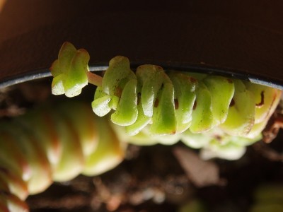 Crassula Commutata 005.jpg