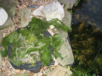 Schwimmteich Algen 003.jpg