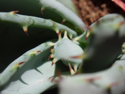 Aloe 005.jpg