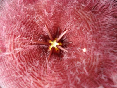 Makro Stapelia.jpg