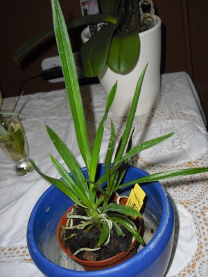 gratis angraecum longiscott.jpg