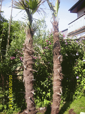 Bild 096-3.gif