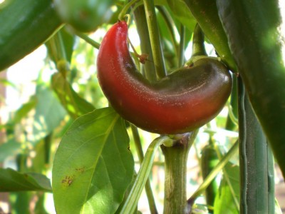 06082009-Cayenne.JPG