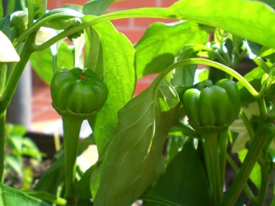 05082009-Gemüsepaprika.JPG
