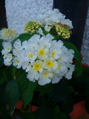 Lantana-weiß.JPG