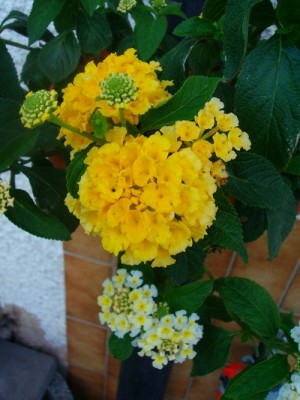 Lantana-orange.JPG