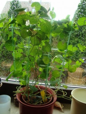 DSC01809-Aristolochia fimbriata.jpg