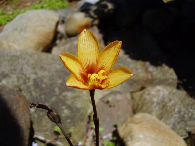 Habranthus tubispathus (2).JPG