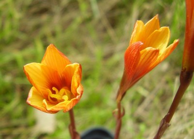 Habranthus tubispathus (5).JPG