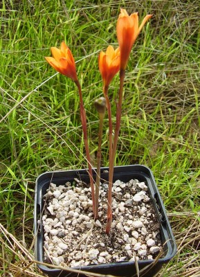Habranthus tubispathus (6).JPG