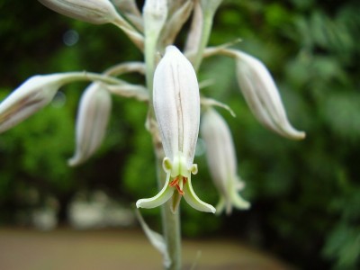 Aloe myriacantha (4).JPG