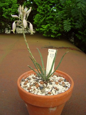 Aloe myriacantha.JPG