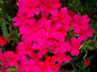 Verbene-rosa-1.JPG