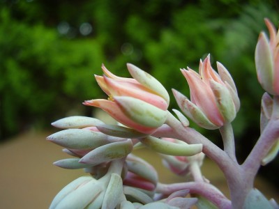 Pachyveria ´Exotica´ (9).JPG
