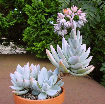 Pachyveria ´Exotica´ (7).JPG
