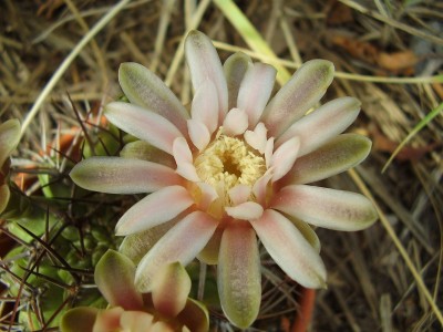 Gymnocalycium aff. schickendantzii (3).JPG