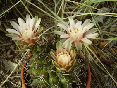 Gymnocalycium aff. schickendantzii.JPG