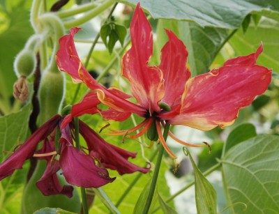 Gloriosa.jpg