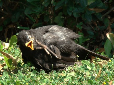 06.08.2009 amsel in action.jpg