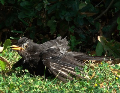 06.08.2009 sonne tanken.jpg