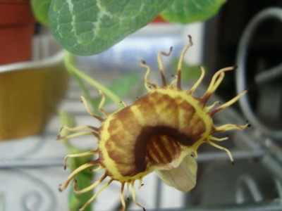 Aristoloch.fimbriata (2).JPG