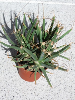 Leuchtenbergia principis.jpg