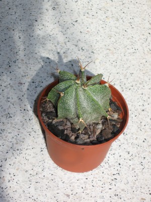 Astrophytum ornatum v.espirale.jpg