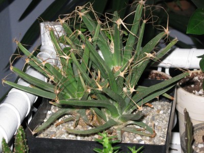 Leuchtenbergia principis.jpg