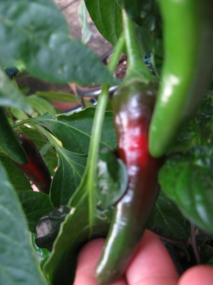 Chilis2.jpg