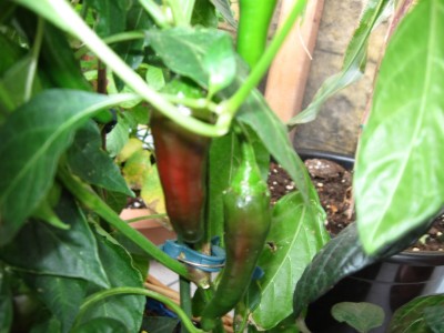 Chilis.jpg