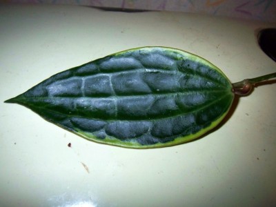 macrophylla.jpg