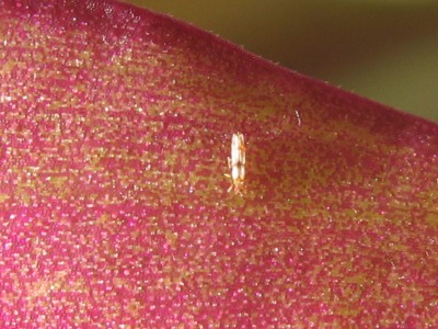IMG_6439.JPG
