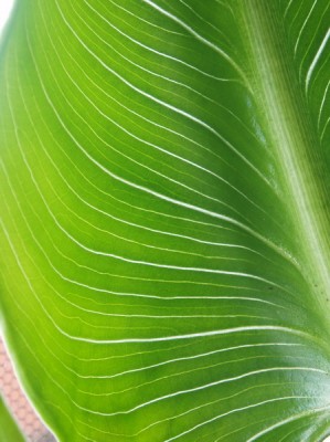Zantedeschia 009.jpg