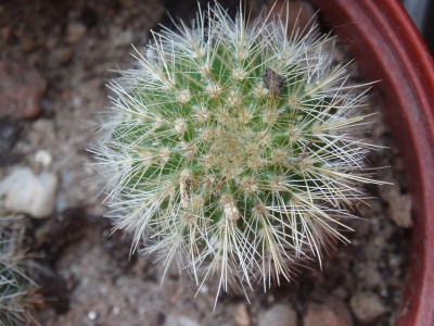 Parodia magnifica 013.jpg