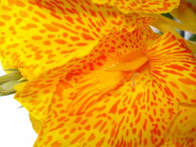 August 2009 043.jpg