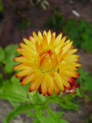 Strohblume.jpg