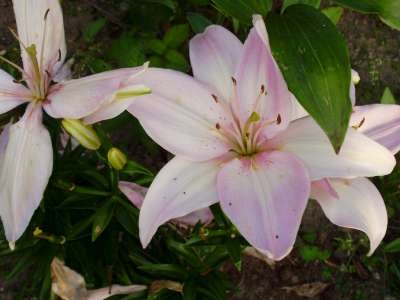 Lilien.jpg
