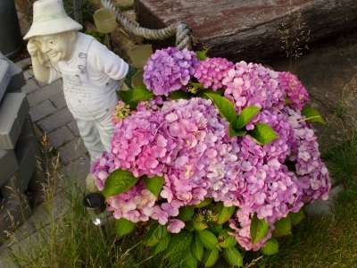 Hortensie.jpg