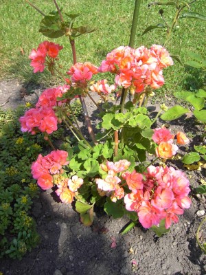 Geranie 13 jahre alt.jpg