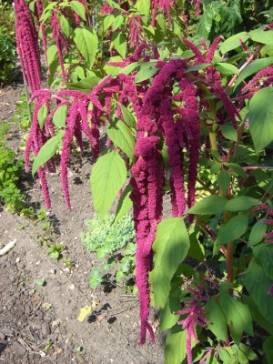 Fuchsschwanz.jpg