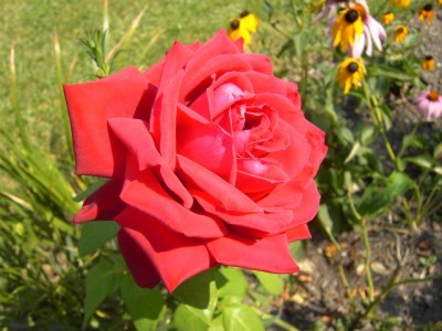 Rose.jpg