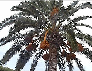 Palme kreta.jpg