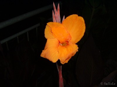 canna_durban.jpg