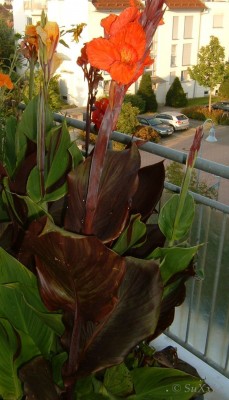 canna_surprise_rhizome.jpg