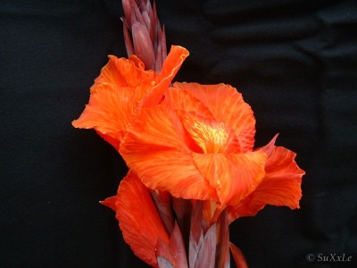canna_surprise.jpg